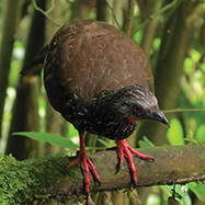 Andean Guan 